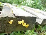 Dacryopinax spathularia image