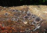 Resupinatus applicatus image