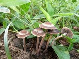 Panaeolus cinctulus image