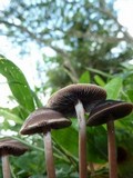 Panaeolus cinctulus image