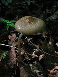 Xerula radicata image
