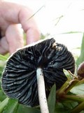Panaeolus antillarum image