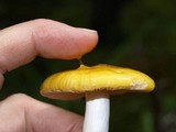 Russula claroflava image