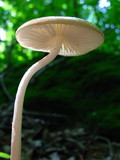 Xerula radicata image