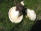 Pleurotus eryngii image