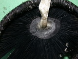 Coprinus calyptratus image