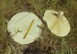 Pleurotus eryngii image