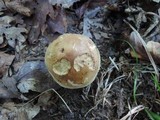 Tricholoma fulvum image
