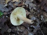 Tricholoma fulvum image