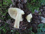 Tricholoma fulvum image