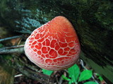 Rhodotus palmatus image