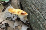 Piptoporus quercinus image