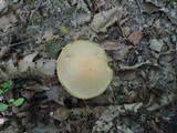 Leccinum insolens image