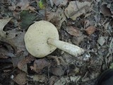 Leccinum insolens image