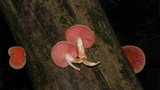 Rhodotus palmatus image
