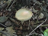 Leccinum insolens image