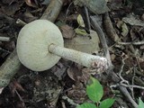 Leccinum insolens image