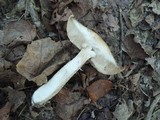 Leccinum insolens image