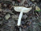 Leccinum insolens image