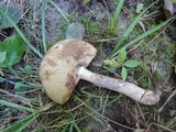 Leccinum insolens image