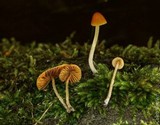 Pholiotina smithii image