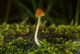 Pholiotina smithii image
