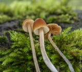 Pholiotina smithii image
