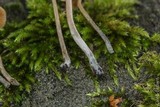 Pholiotina smithii image