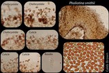 Pholiotina smithii image