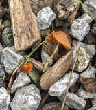 Pholiotina smithii image