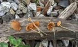 Pholiotina smithii image