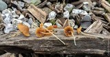 Pholiotina smithii image