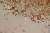 Pholiotina smithii image