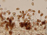 Pholiotina smithii image