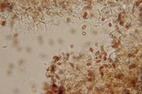 Pholiotina smithii image