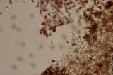 Pholiotina smithii image