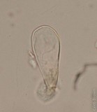 Pholiotina smithii image