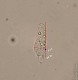Pholiotina smithii image