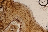 Pholiotina smithii image