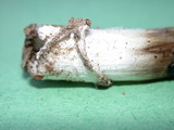 Coprinus calyptratus image