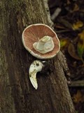 Agaricus placomyces image