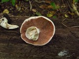 Agaricus placomyces image