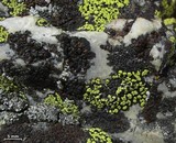 Lecidea atrobrunnea image