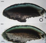 Lecidea atrobrunnea image