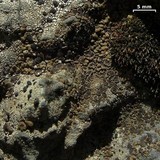 Image of Acarospora boulderensis