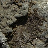 Acarospora boulderensis image