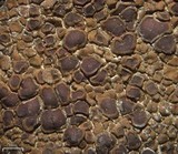 Acarospora boulderensis image