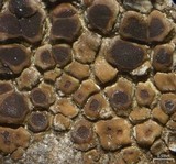 Acarospora boulderensis image