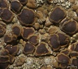 Acarospora boulderensis image