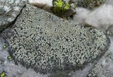 Bellemerea alpina image